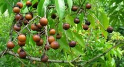 Wasnoten 3kg Met 4 Waszakjes - Zeepnoten - Natuurlijk Wassen - 4x750gr 12 Wasnoten 3kg Met 4 Waszakjes - Zeepnoten - Natuurlijk Wassen - 4x750gr -Huishoudelijke Schoonmaak 1200x649