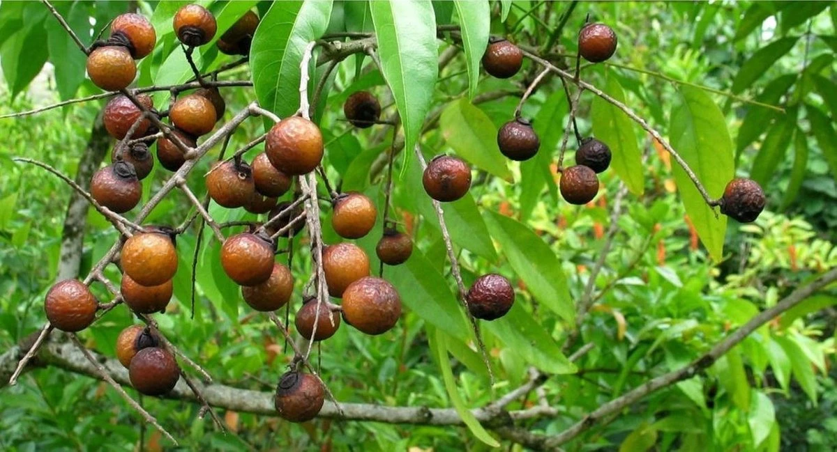 Wasnoten 3kg Met 4 Waszakjes - Zeepnoten - Natuurlijk Wassen - 4x750gr 5 Wasnoten 3kg Met 4 Waszakjes - Zeepnoten - Natuurlijk Wassen - 4x750gr - Afbeelding 3