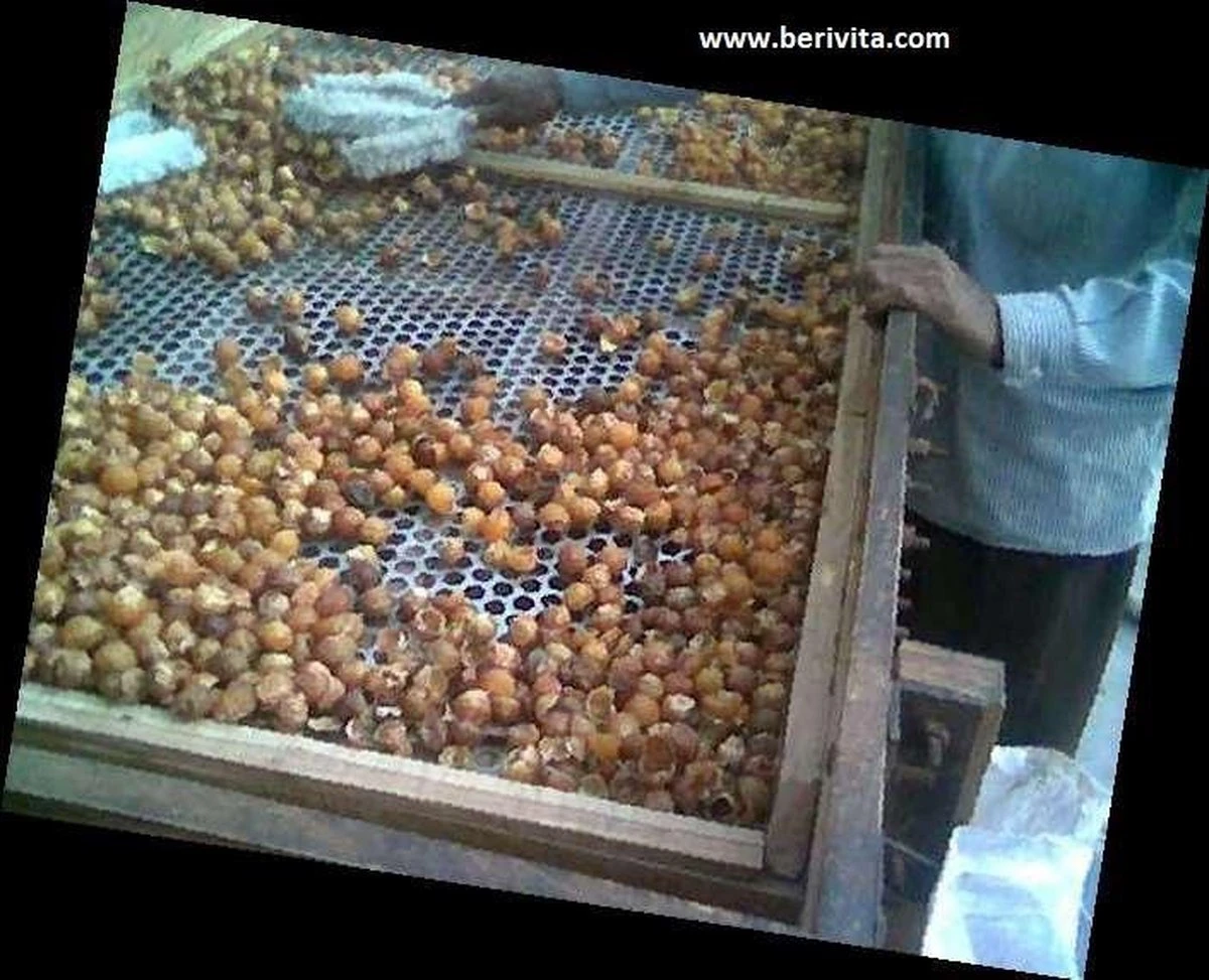 Wasnoten 3kg Met 4 Waszakjes - Zeepnoten - Natuurlijk Wassen - 4x750gr 7 Wasnoten 3kg Met 4 Waszakjes - Zeepnoten - Natuurlijk Wassen - 4x750gr - Afbeelding 5