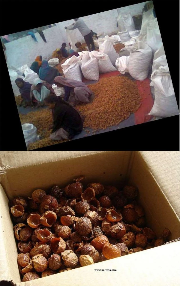 Wasnoten 3kg Met 4 Waszakjes - Zeepnoten - Natuurlijk Wassen - 4x750gr 6 Wasnoten 3kg Met 4 Waszakjes - Zeepnoten - Natuurlijk Wassen - 4x750gr - Afbeelding 4