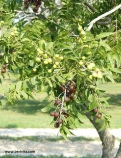 Wasnoten 750gr Met Waszakje - Zeepnoten - Natuurlijk Wassen -Huishoudelijke Schoonmaak 920x1200 1